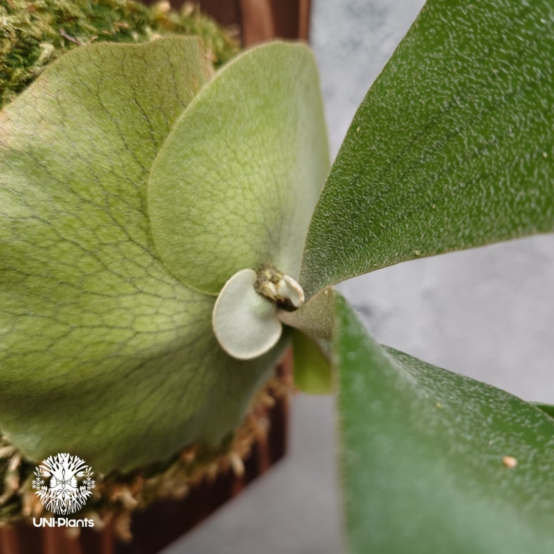 Platycerium hillii cv.Miss Moana（pup） ビカクシダ ヒリー