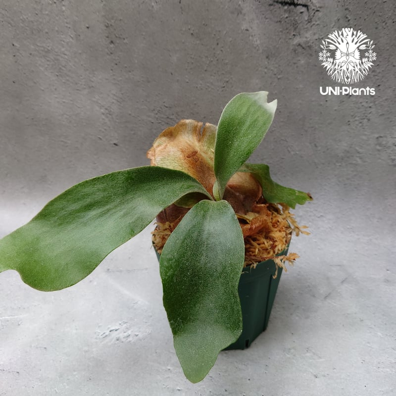 親株サイズ！P.Foong siqi ビカクシダ コウモリラン ビカクシダ