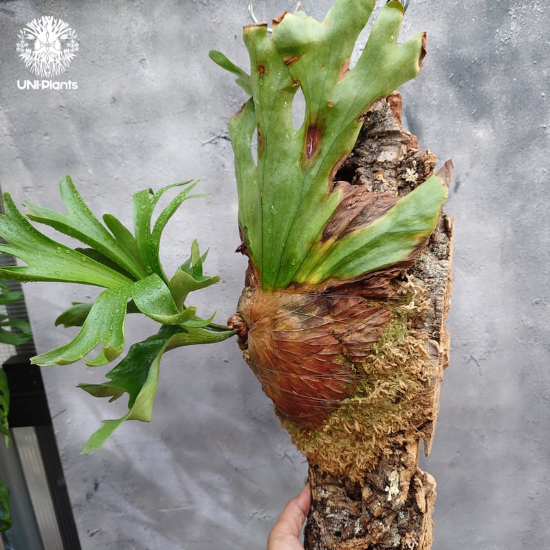 Platycerium coronarium Thin ビカクシダ コロナリウム シン ビカク