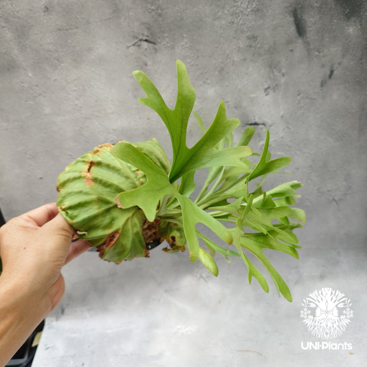 ビカクシダ リドレイ Platycerium Ridleyi コウモリラン