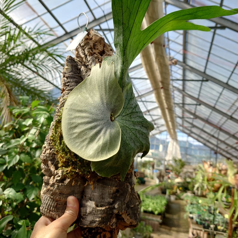 ビカクシダ グランデ Platycerium grande コウモリラン ビカクシダ原種 ...