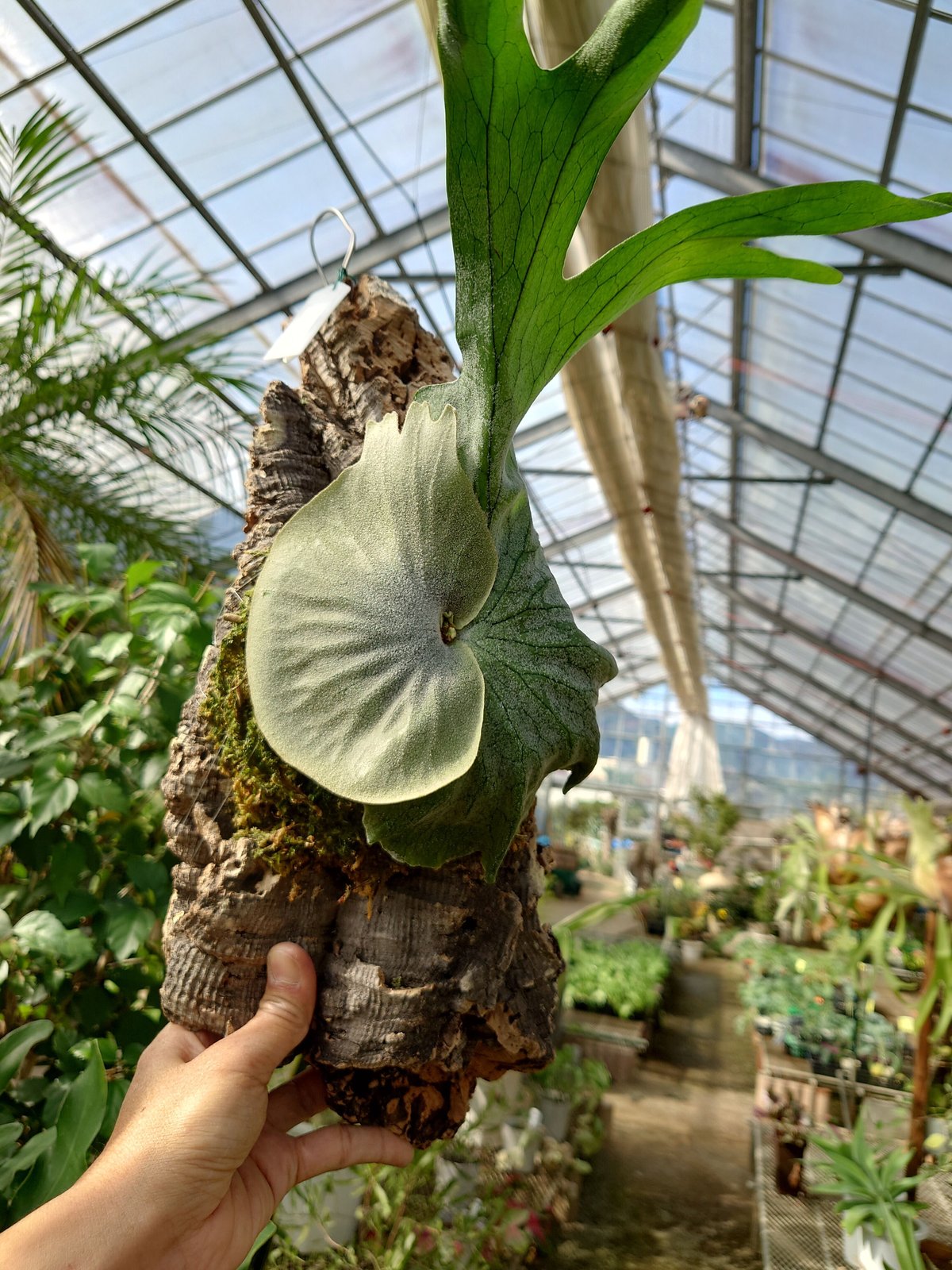 ビカクシダ コウモリラン グランデ