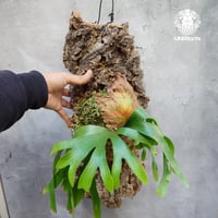 Platycerium coronarium " Kelp " ビカクシダ Platycerium ビカクシダ コロナリウム シダ植物 ビカクシダコルク着生 着生植物