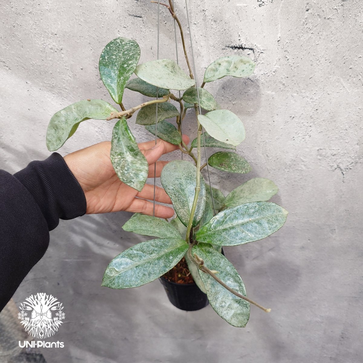 ホヤ　ノバゴースト　抜き苗　第４種発送 Hoya Carnosa Nova Ghost ホヤ カルノーサ ノバ ゴースト ホヤ 希少