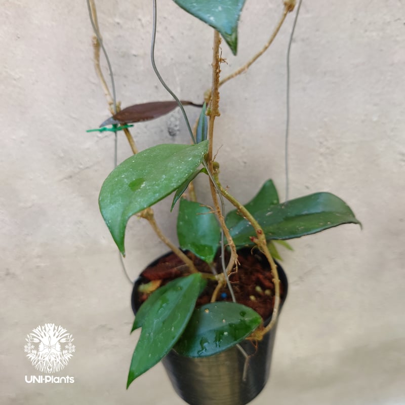 ホヤ　ロイヤルハワイアンパープル ホヤID - ホヤ・プビカリクス 'ロイヤルハワイアンパープル