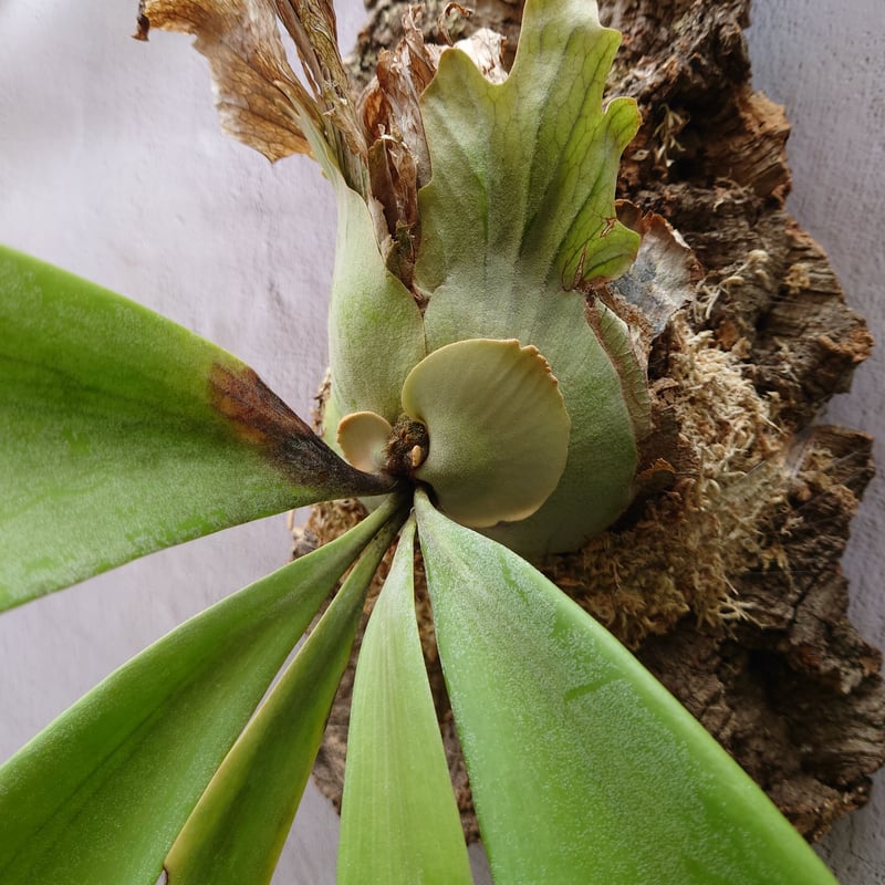 ビカクシダ ウィリンキー　ワイルドインドネシア　大株　親株 楽天市場】(現品) ビカクシダ ウィリンキー インドネシア (pup