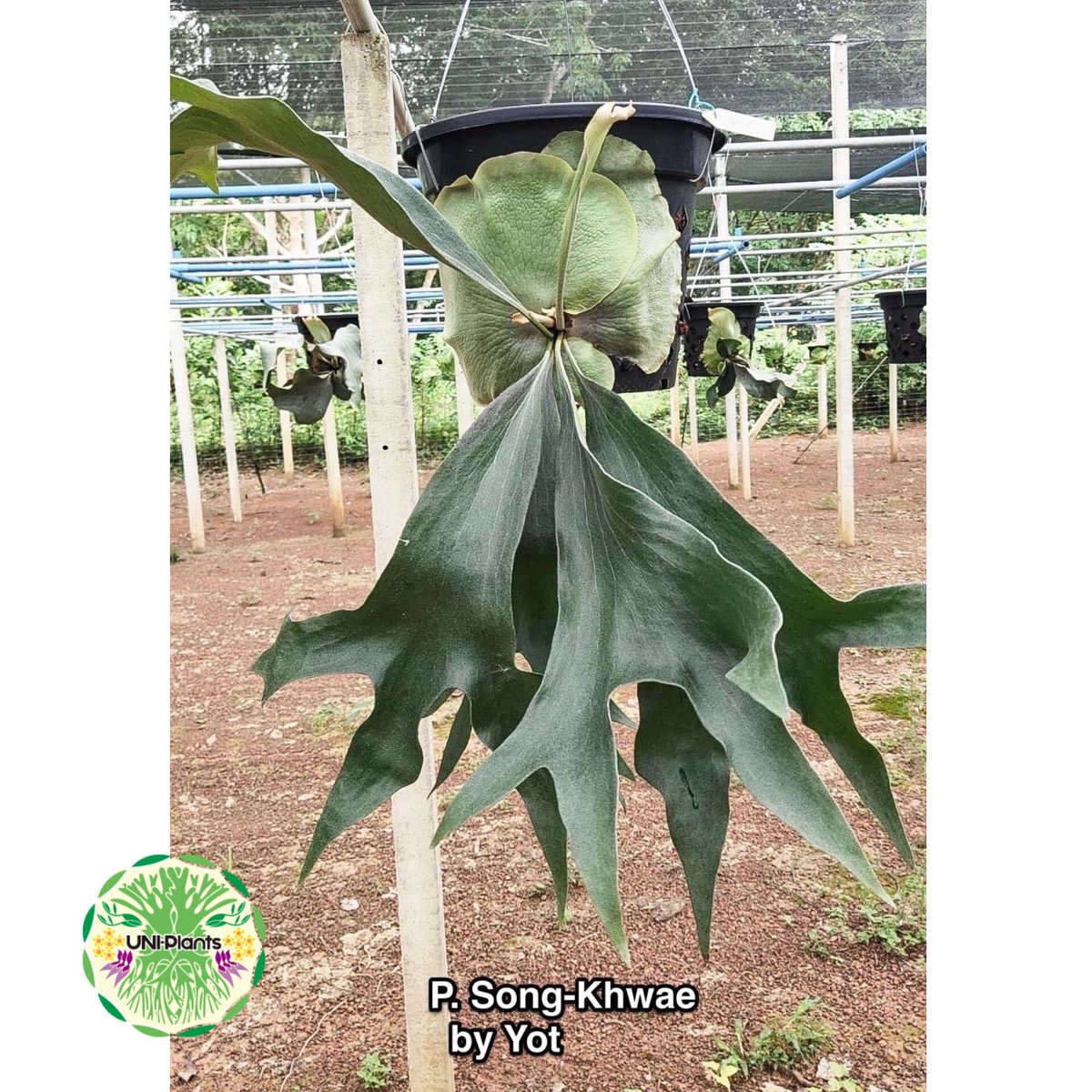 ◆お得◆P.Elsa ビカクシダ　子株　複数 2 Yahoo!オークション - P.Elsa エルサ F307 Platycerium コウモリ