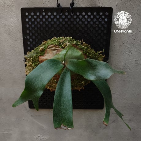 Platycerium Nam Mao(pup) ビカクシダ ナーム マオ(子株) ビカクシダ コウモリラン 希少なビカクシダ