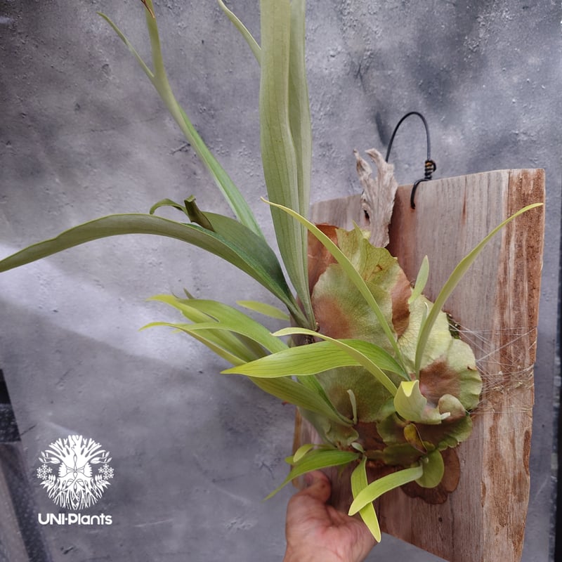 Platycerium sp.(pup) ビカクシダ 品種不明 ビカクシダ子株 シダ植物