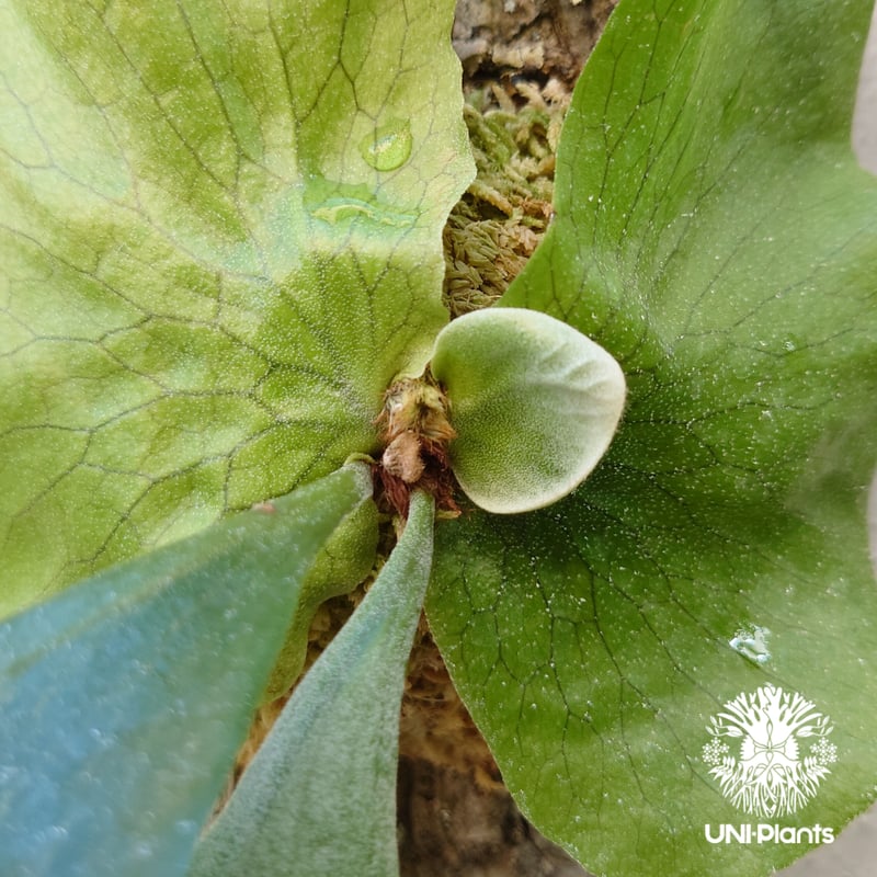 Platycerium.stemaria (ビカクシダ、ステマリア)