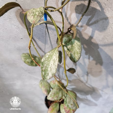 希少なホヤ植物 | STORES
