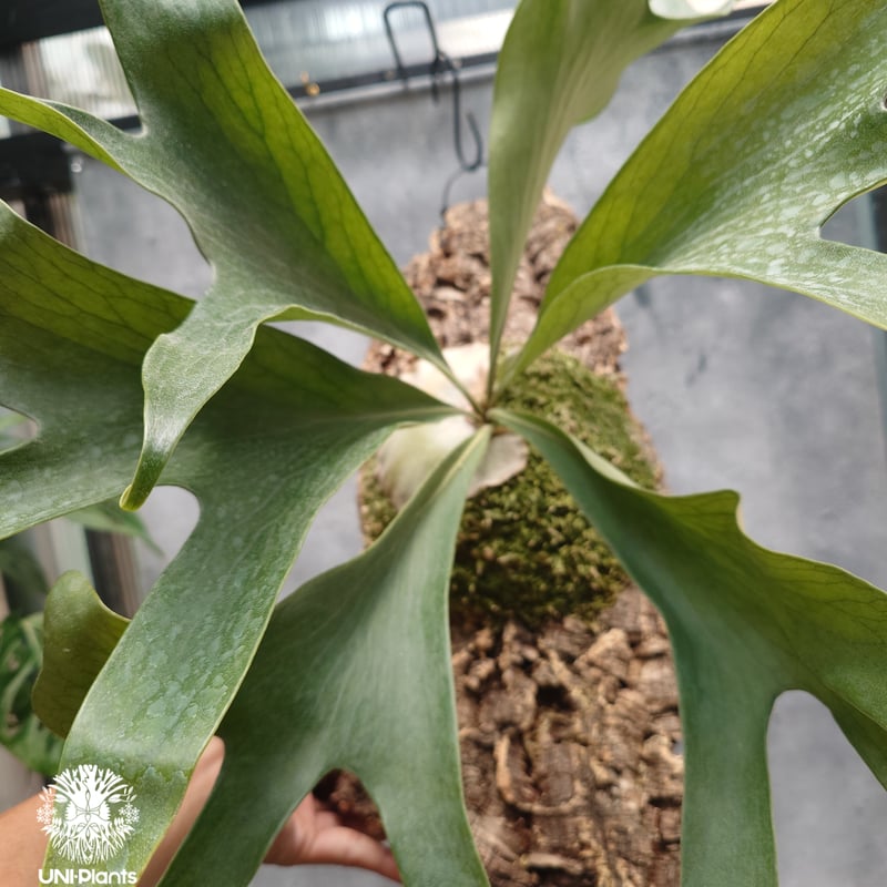 ピカクシダ ビカクシダ Platycerium bifurcatum