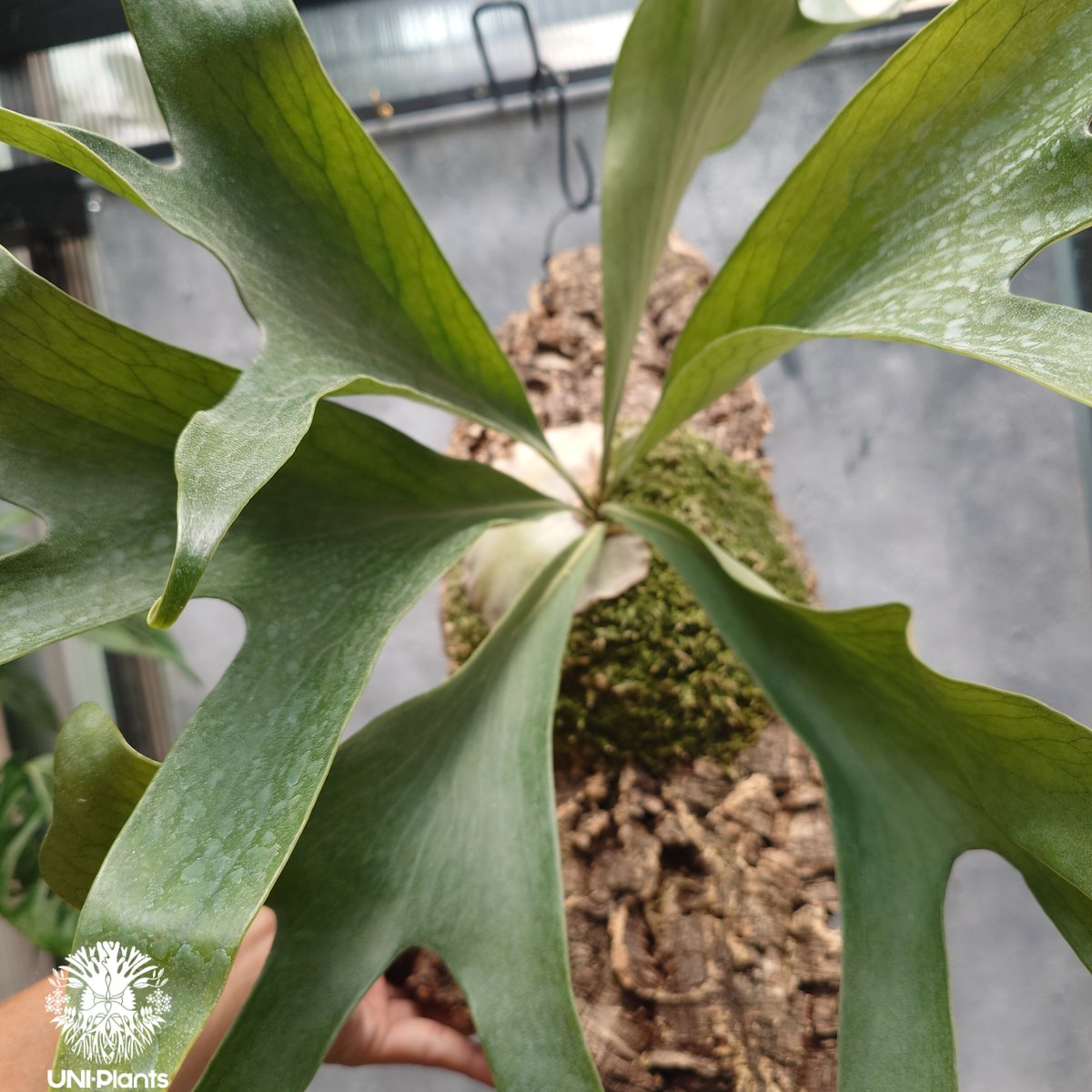 ビカクシダPlatycerium hillii コルク付 大株 Platycerium hillii Excellence ビカクシダ ヒリー エクセレンス