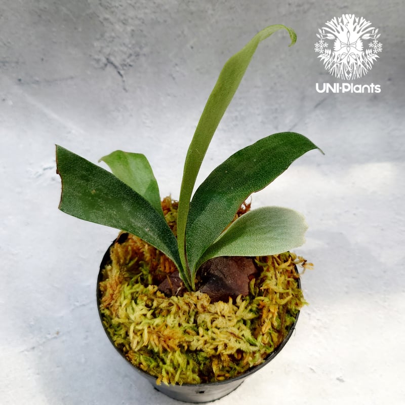 Platycerium Summer Breeze (P.Lemoinei x P.Bicor