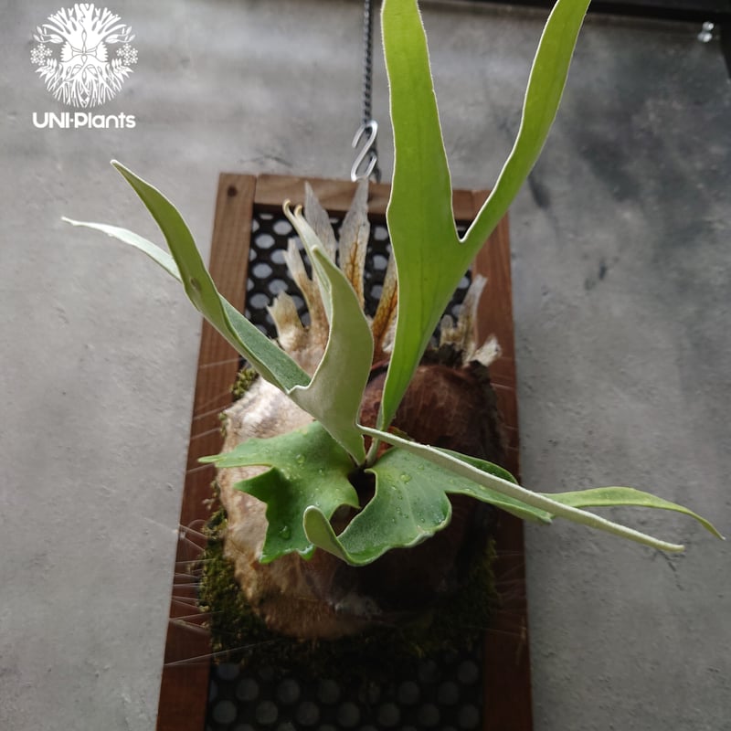 ビカクシダ 不明（親株）