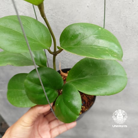 【タイ直輸入・希少】ホヤ SS 7-21 ( ホヤ カーリー × ホヤ エリスリナ )｜珍品・着生植物・つる性植物｜Hoya SS 7-21 ( kerrii x erythrina )