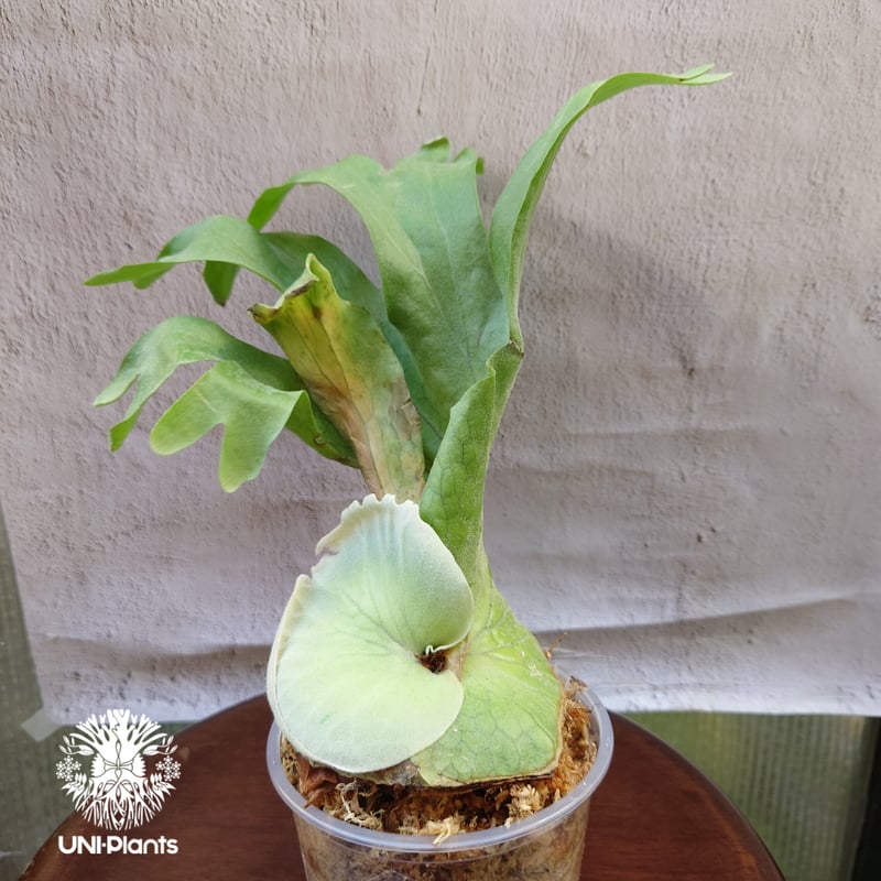 ビカクシダ グランデ Platycerium grande コウモリラン ビカクシダ原種