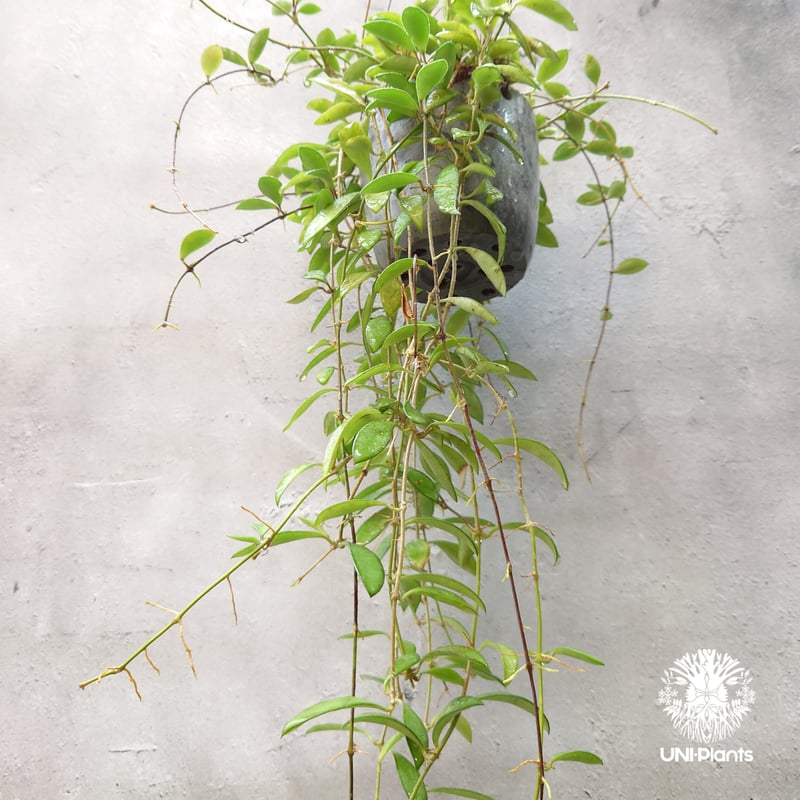 珍種　希少Hoya Kentiana ホヤ　ケンティアナ 外斑入サクララン ホヤ ケンティアナ ミニ Hoya kentiana mini ホヤ植物 植物 珍奇