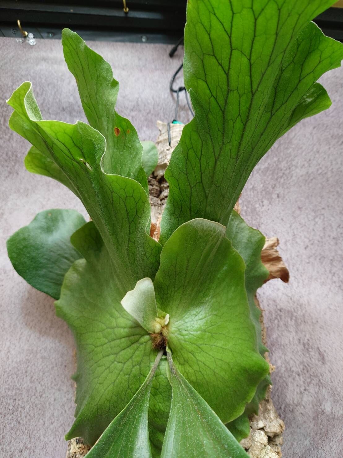 ベスト (メルカリ便) コウモリラン ステマリア 板付 (ビカクシダ