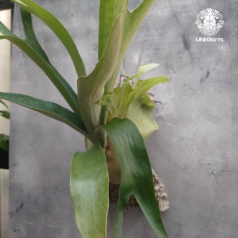 Platycerium Mt.Lewis（pup）ビカクシダ マウントルイス シダ植物