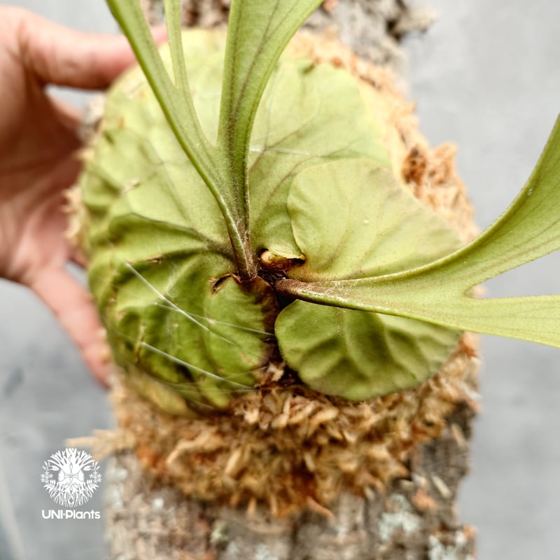 ridleyi pakarang spore コルク付け　パカラン ridleyi pakarang spore コルク付け パカラン - メルカリ