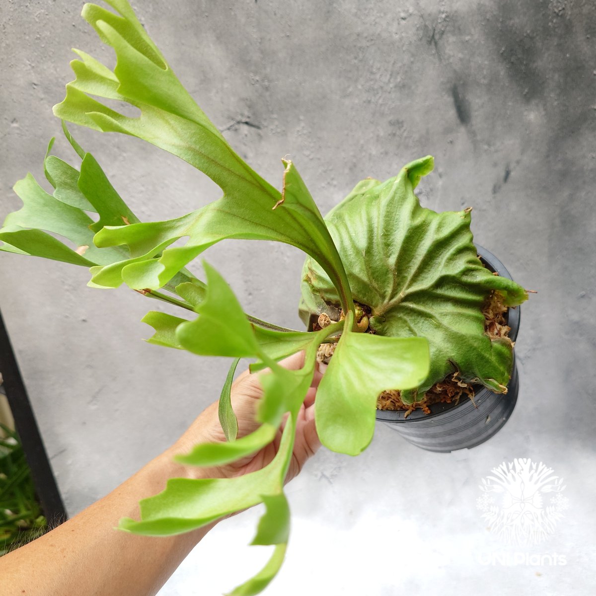 P.ridleyi リドレイ 極細葉 多分岐タイプ ビカクシダ コウモリラン A