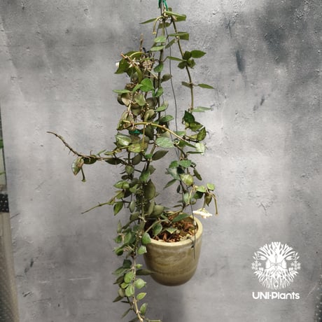 ホヤ クローニアナ Hoya krohniana ホヤ植物 Hoyaplants つる性植物 ハンギング ハンギング植物