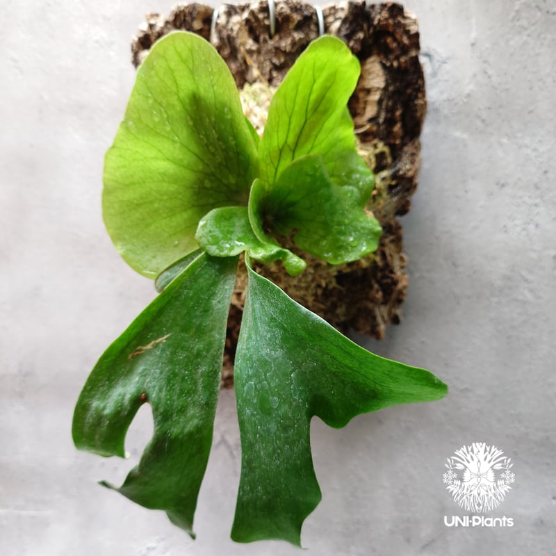 ビカクシダ ステマリア Platycerium stemaria ビカクシダ原種 植シダ