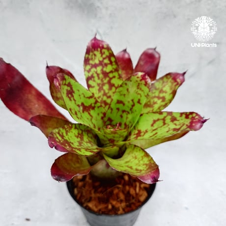 Neoregelia Winnie the Pooh ネオレゲリア ウィニーザプー  Neoregelia ブロメリア  Bromeliad ブロメリア科ネオレゲリア属
