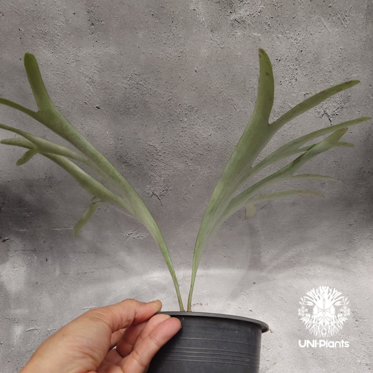 親株 ウネリ強alcicorne Madagascar Vassei ビカクシダ Platycerium alcicorne var.Madagascar ビカクシダ アルシコ