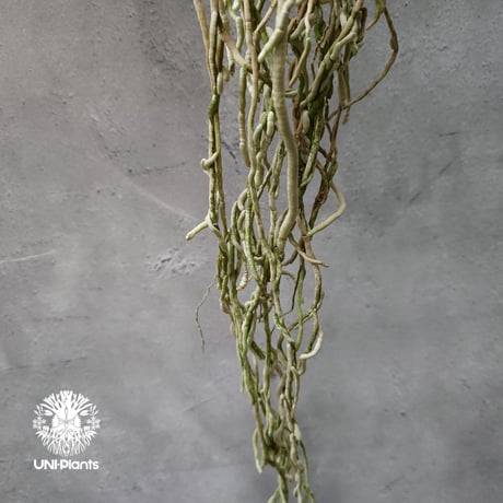Rynchodenia Magic Wand リンコデニア マジック ワンド 着生蘭 ラン 蘭 花が綺麗な洋ラン