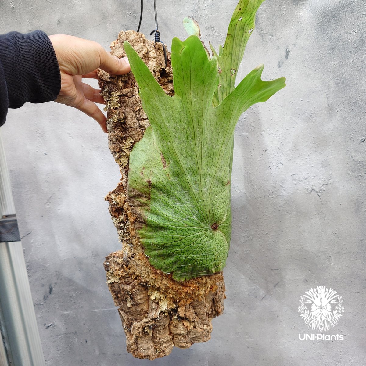 Platycerium wandae wild ビカクシダ ワンダエ ワイルド株 ビカクシダ