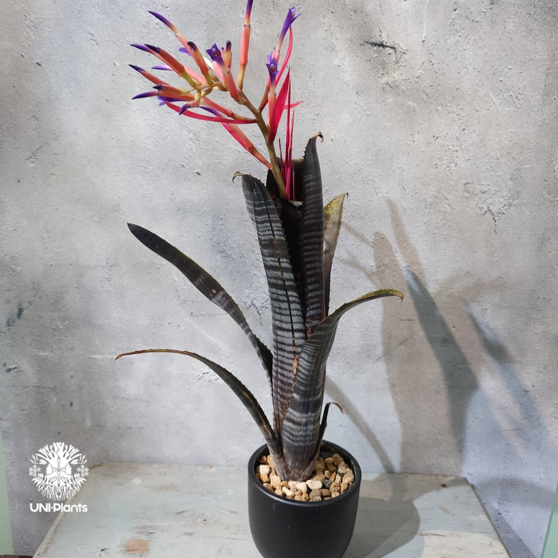 国内繁殖株・一点物】Billbergia Darth Vader ｜ビルベルギア