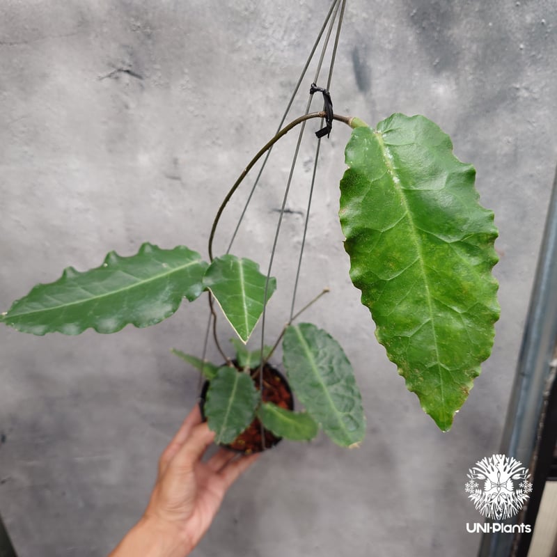 Hoya versteegii大株 専用 Hoya-versteegii-07272023c-