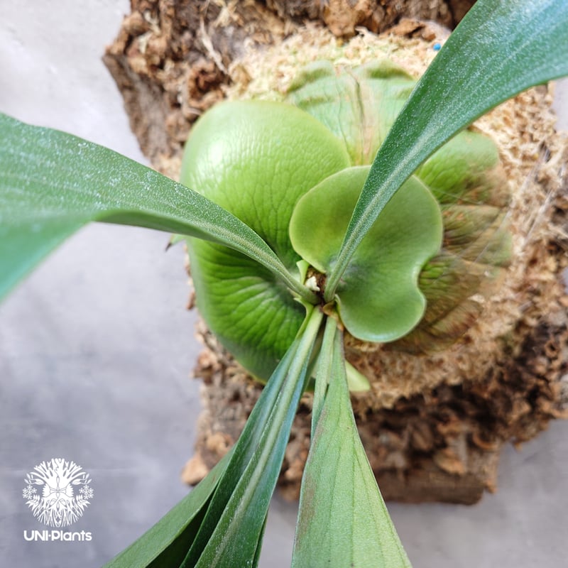 Platycerium Moose(P.hillii × P.alcicorne) ビカクシダ