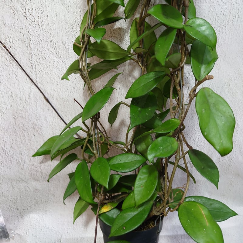 ホヤ プビカリクス ロイヤル ハワイアン パープル 大株! ホヤ