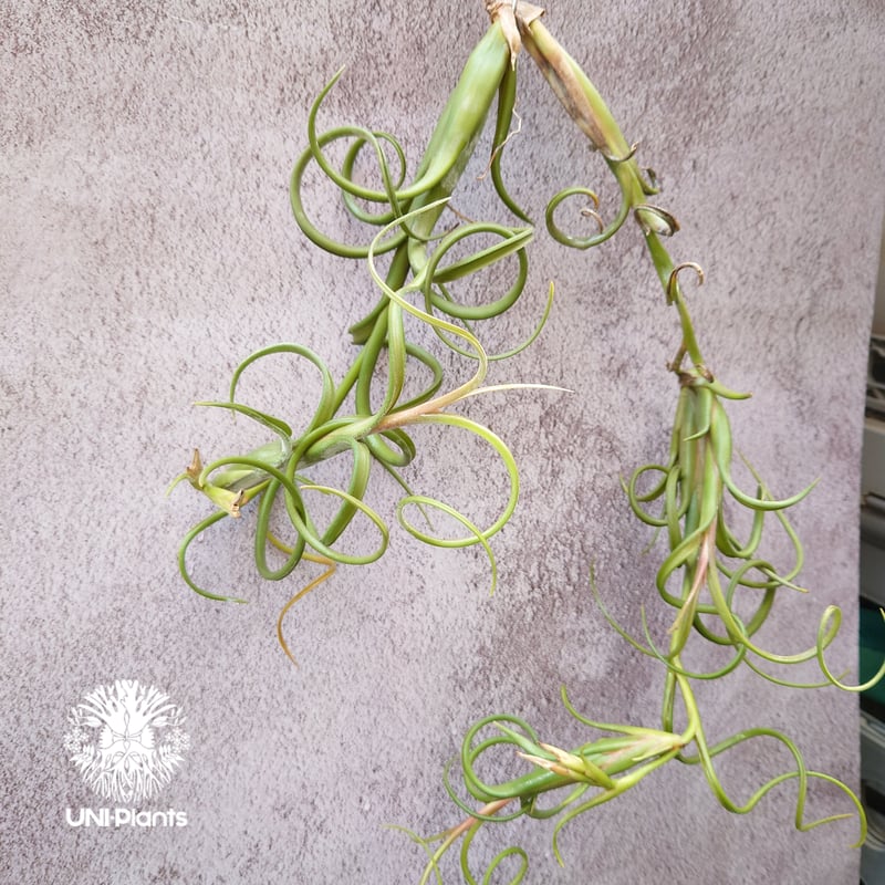 Tillandsia Intermedia（L）ティランジア チランジア・インター