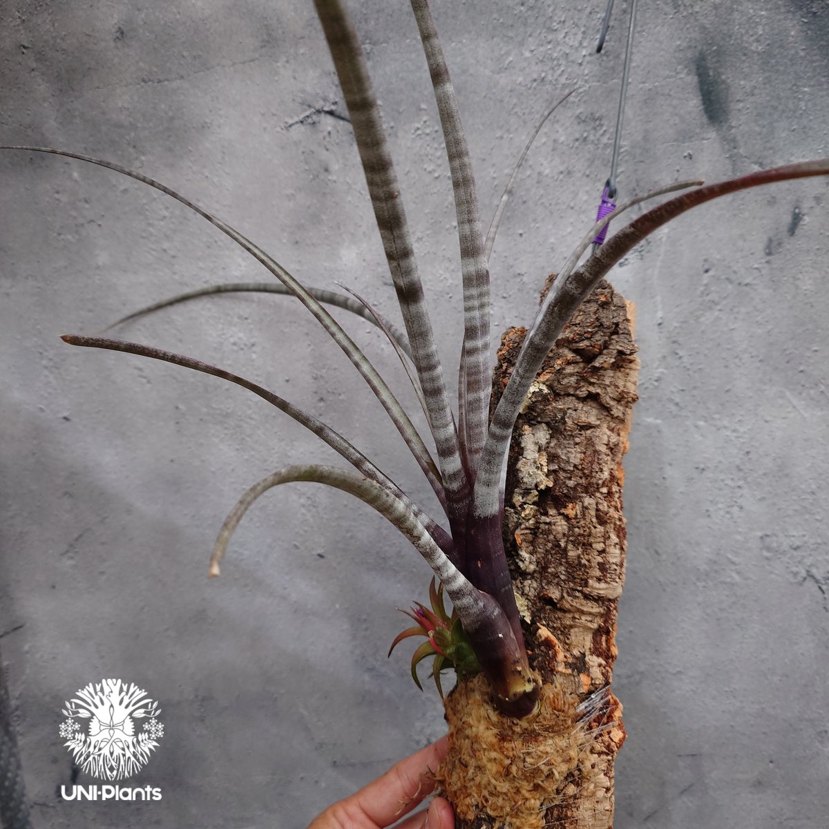 Tillandsia hildae チランジア ヒルダエ インテリア植物 エアー
