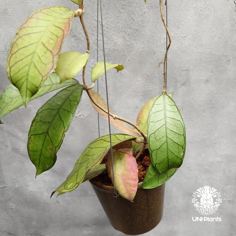 Hoya Gunung gading ホヤ グヌンガディング ホヤ植物 ホヤの花 Hoya p