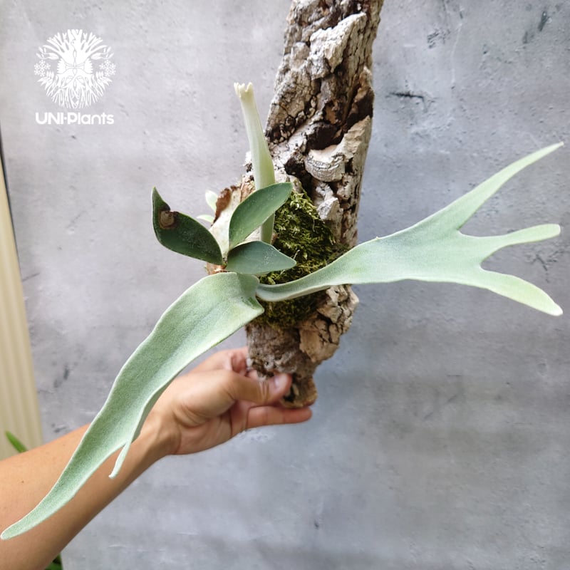 ビカクシダ ベイチー Patycerium veitchii コウモリラン ビカクシダ