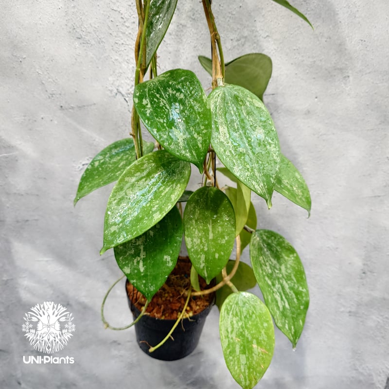 Hoya latifolia Snow Queen（L） ホヤ ラティフォリア スノー クイー