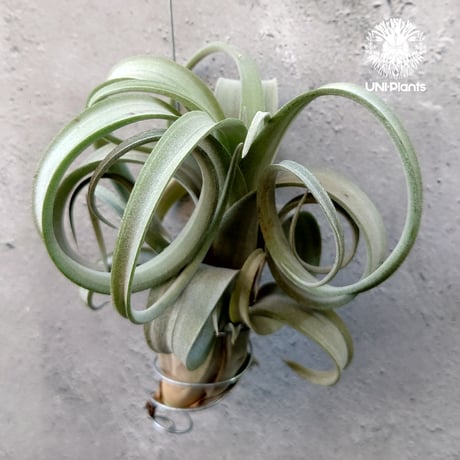 Tillandsia Curly slim チランジア カーリースリム Hybrid-Tillandsia インテリア植物 エアープランツ エアプランツ