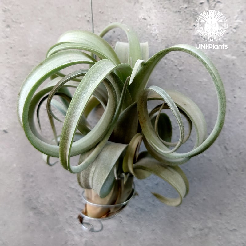 Tillandsia Curly slim チランジア カーリースリム Hybrid-Till
