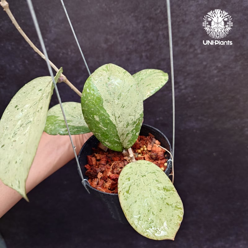 Hoya michelle silver ホヤ植物 ホヤの花 Hoya plants 希少 レ