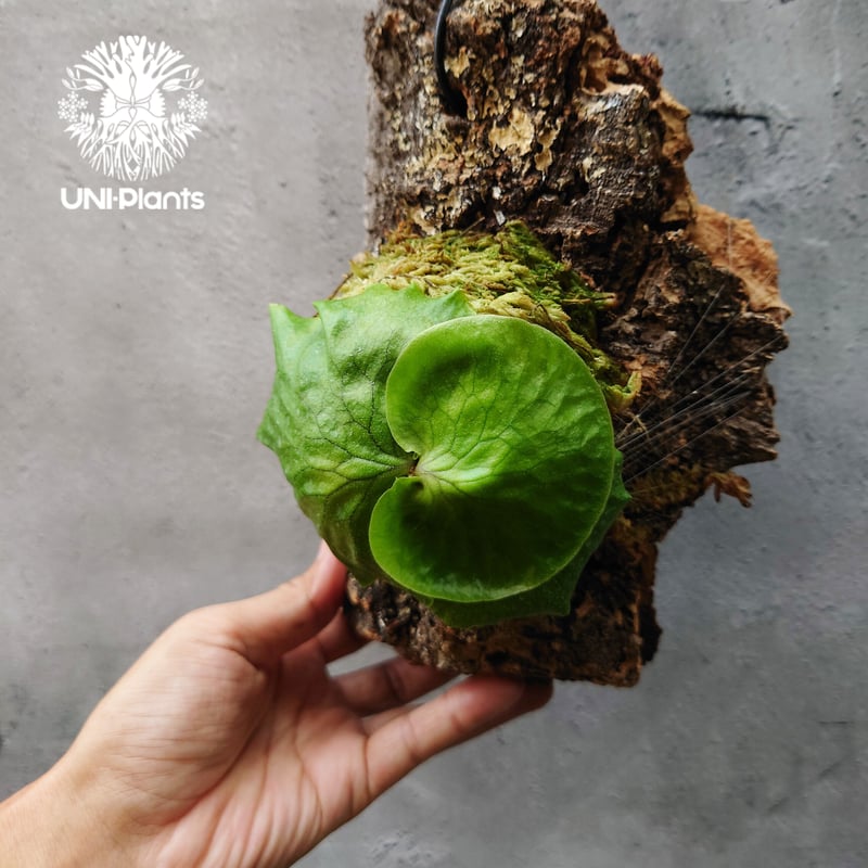 ビカクシダ ホーンズ サプライズ Platycerium 'Horne's Surprise'