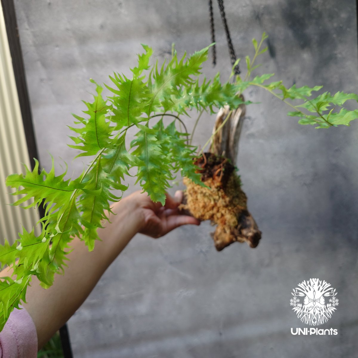 ★ ドリナリア リギデュラ ホワイティ ★ D Drynaria rigidula `whitei ドリナリア·リギデュラ'ホワイティ' 流木