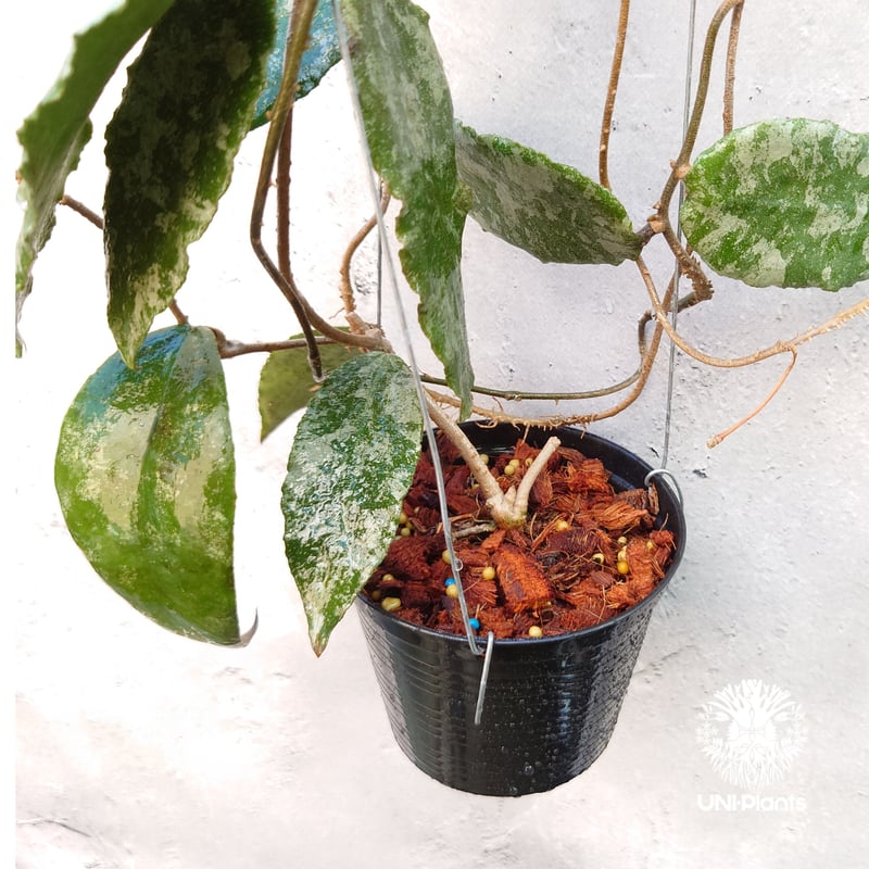 Hoya caudata gold ホヤ カウダータ ゴールド ホヤ植物 珍奇 珍しい