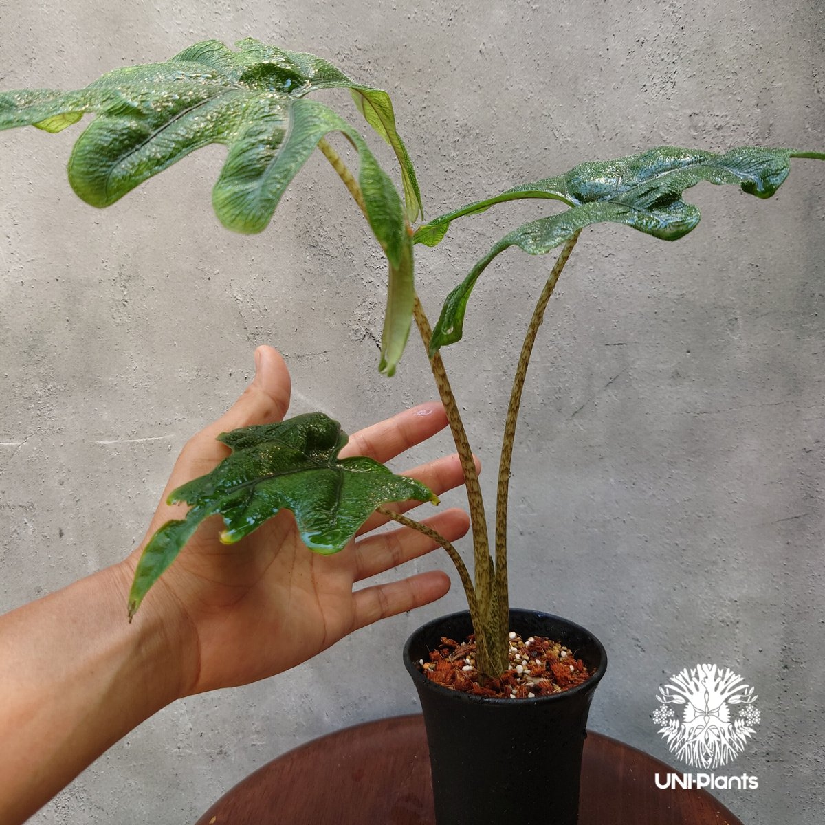 Alocasia jacklyn アロカシア ジャクリン アロカシアジャックリ