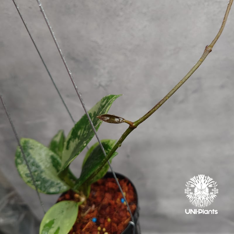 ご予約者様専用ページ ご予約No.UT-250511-0950 Hoya Nervosa jo