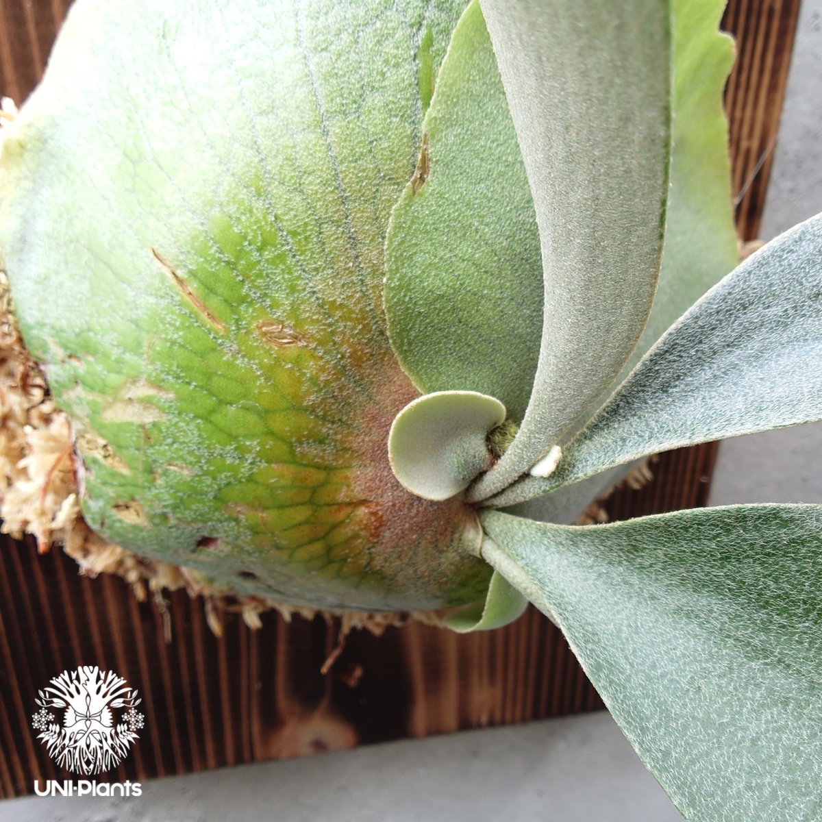 Platycerium Banna #A (pup) ビカクシダ バンナ #A (子株) ビカ Platycerium Banna #A (pup) ビカクシダ バンナ #A (子株) ビカ